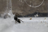 ARAÑA SALTARINA ( AUDAX)