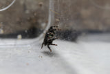 ARAÑA SALTARINA ( AUDAX)