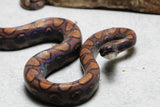 BOA ARCOIRIS BRAZILEÑA MACHO 90 CM