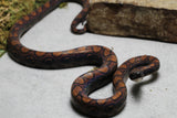BOA ARCOIRIS BRAZILEÑA MACHO 90 CM