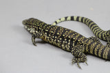 TEGU ARGENTINO BLANCO Y NEGRO CRIA
