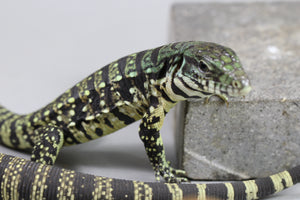 TEGU ARGENTINO BLANCO Y NEGRO CRIA