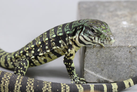 TEGU ARGENTINO BLANCO Y NEGRO CRIAS
