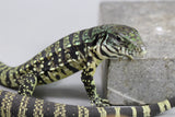 TEGU ARGENTINO BLANCO Y NEGRO CRIA