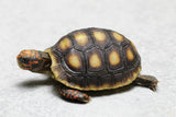 TORTUGA PATAS ROJAS 5 CM