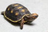 TORTUGA PATAS ROJAS 5 CM