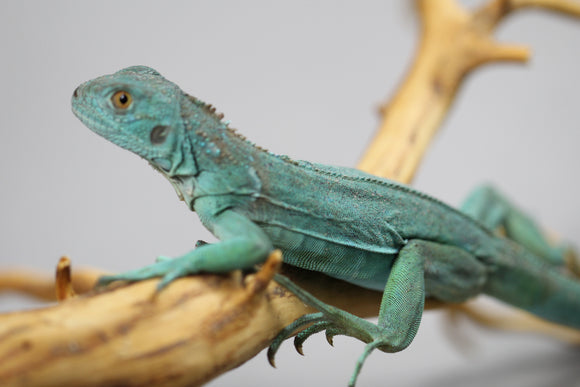 IGUANA AZUL BEBE