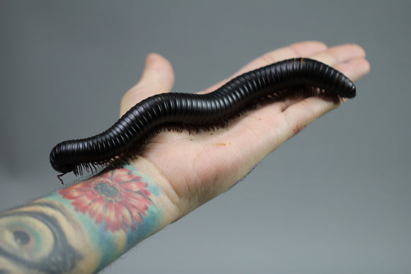 MILPIES GIGANTE AFRICANO