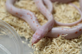 MAIZERA PALMETTO SCALELESS AMEL MACHO ID : 6-14