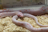MAIZERA PALMETTO SCALELESS AMEL MACHO ID : 6-14