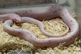 MAIZERA PALMETTO SCALELESS AMEL MACHO ID : 6-14