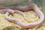 MAIZERA PALMETTO SCALELESS AMEL MACHO ID : 6-14