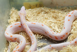 MAIZERA PALMETTO SCALELESS HEMBRA ID : 7-6