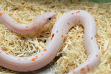 MAIZERA PALMETTO SCALELESS HEMBRA ID : 7-6