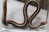 JARRETERA INFERNALIS MACHO SUBADULTO ID : 100