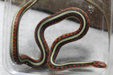 JARRETERA INFERNALIS MACHO SUBADULTO ID : 100