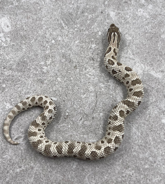HOGGNOSE AXANTHIC CONDA HET SNOW HEMBRA ID : DD-19-2