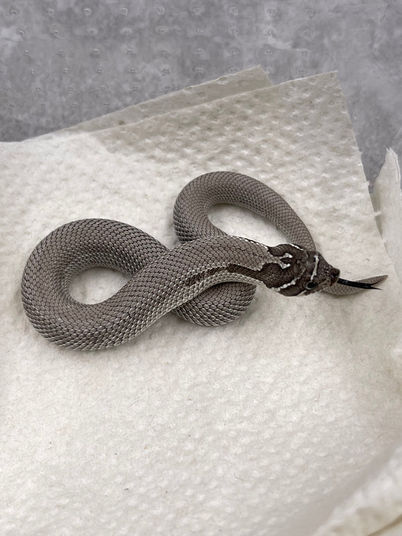 HOGGNOSE AXANTHIC SUPER CONDA HET SNOW MACHO ID : DD-37-8
