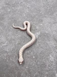HOGGNOSE SNOW MACHO ID : K-1