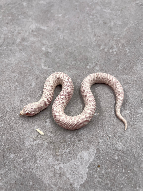 HOGGNOSE SNOW HEMBRA ID : K-2