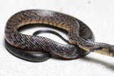 SERPIENTE INDIGO  ( DRYMARCHON MELANURUS ) RUBIDUS MACHO 60 CM