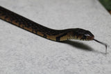 SERPIENTE INDIGO  ( DRYMARCHON MELANURUS ) RUBIDUS MACHO 60 CM