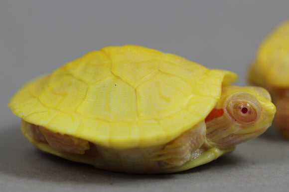 TORTUGA DE OREJAS ROJAS ALBINA CRIAS