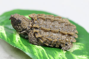 TORTUGA CAIMÁN BEBES (preventa)