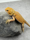 DRAGON BARBUDO HYPO RED WITBLITZ MACHO