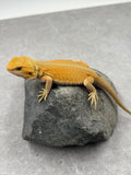 DRAGON BARBUDO HYPO RED WITBLITZ MACHO