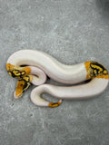 SPECIAL YELLOW BELLY DESERT GHOST PIED  HEMBRA  ID: D-11