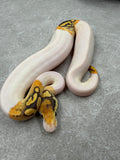 SPECIAL YELLOW BELLY DESERT GHOST PIED  HEMBRA  ID: D-11