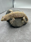 GECKO GIGANTE LEACHIANUS HEMBRA SUBADULTA