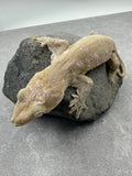 GECKO GIGANTE LEACHIANUS HEMBRA SUBADULTA