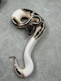 TSK AXANTHIC PASTEL PIED HET DESERT GHOST MACHO  ID: 46