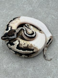 TSK AXANTHIC PASTEL PIED HET DESERT GHOST MACHO  ID: 46