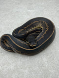 STRANGER BLACK HEAD LEOPARD CINNAMON 50 %HET PIED HEMBRA  ID: 47