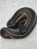 STRANGER BLACK HEAD LEOPARD CINNAMON 50 %HET PIED HEMBRA  ID: 47