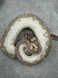 VPI AXANTHIC CLOWN LESSER HEMBRA  ID: 48