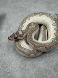VPI AXANTHIC CLOWN LESSER HEMBRA  ID: 48