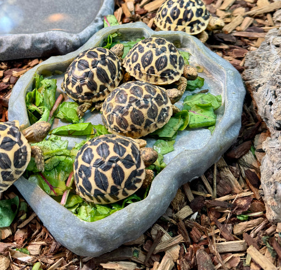 TORTUGA ESTRELLA DE SRI LANKA 5 CM