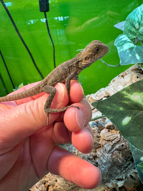 DRAGON DE AGUA AUSTRALIANO ( preventa )