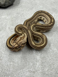 LABERINTO 66% DOBLE HET LEOPARD VPI T+ HEMBRA
