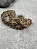 LABERINTO 66% DOBLE HET LEOPARD VPI T+ HEMBRA