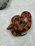 BLOOD 50 % HET RED DRAGON ( KHAL ALBINO ) MACHO