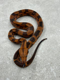 BLOOD 50 % HET RED DRAGON ( KHAL ALBINO ) MACHO