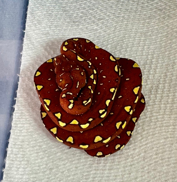 CHONDRO ROJO LOCALIDAD BIAK CRÍA ( preventa )