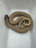HOGGNOSE PLATINUM MACHO REPRODUCTOR (ARCTIC SUPERCONDA)