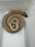 HOGGNOSE PLATINUM MACHO REPRODUCTOR (ARCTIC SUPERCONDA)