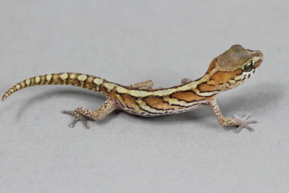 GECKO PANTERA ( Pictus) BEBE